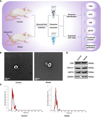 Exosomes derived from miR-146a-overexpressing fibroblast-like synoviocytes in cartilage degradation and macrophage M1 polarization: a novel protective agent for osteoarthritis?